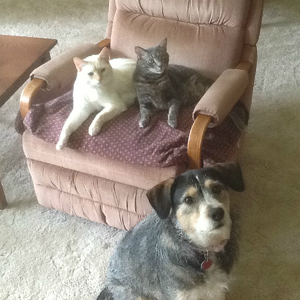 Fundraising Page: Chloe, Bella and Jaxon Engberg